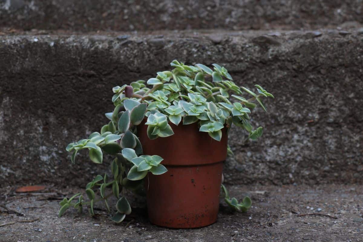 Crassula pellucida in a brown pot.