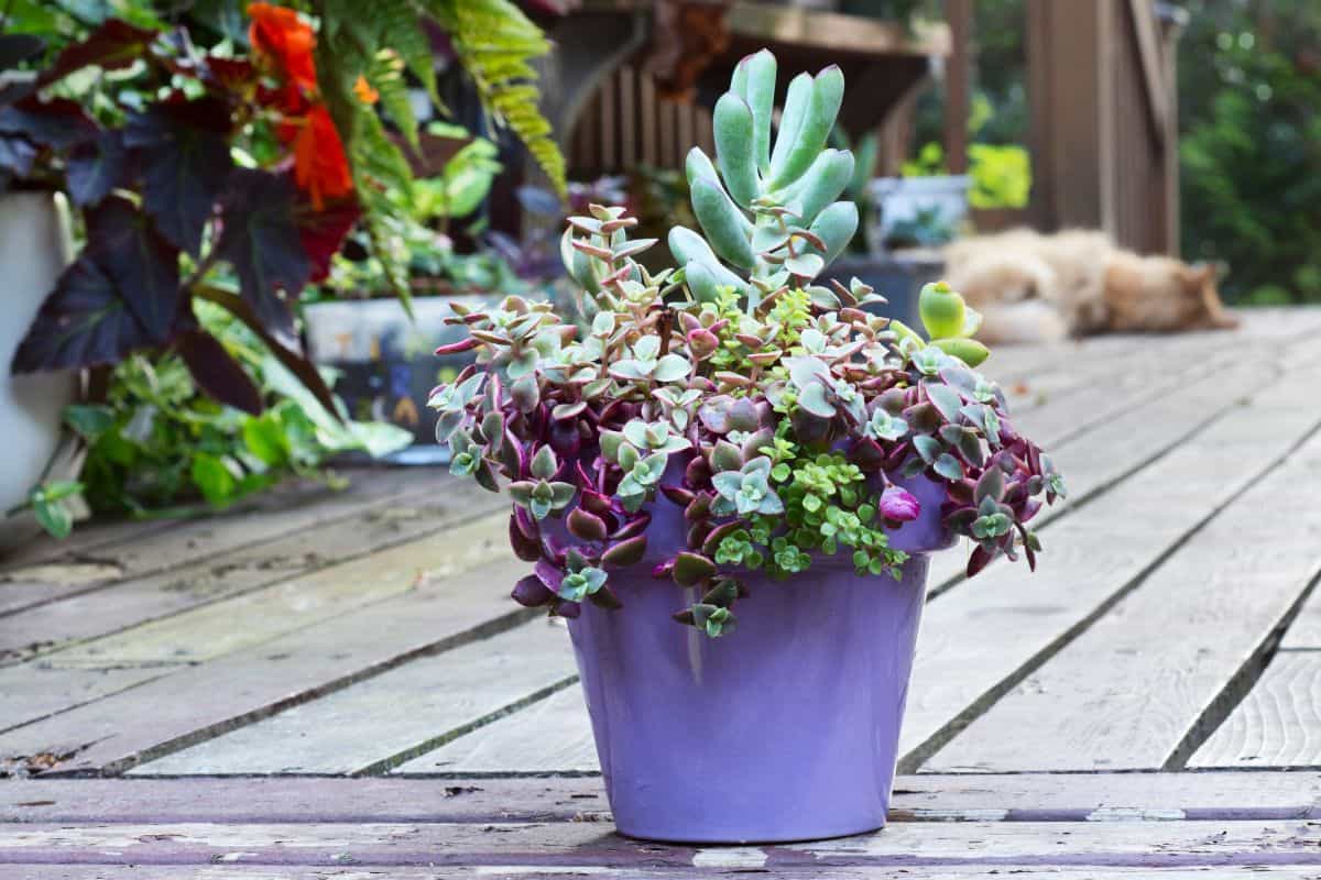 Crassula pellucida in a purple pot on a wooden porch.