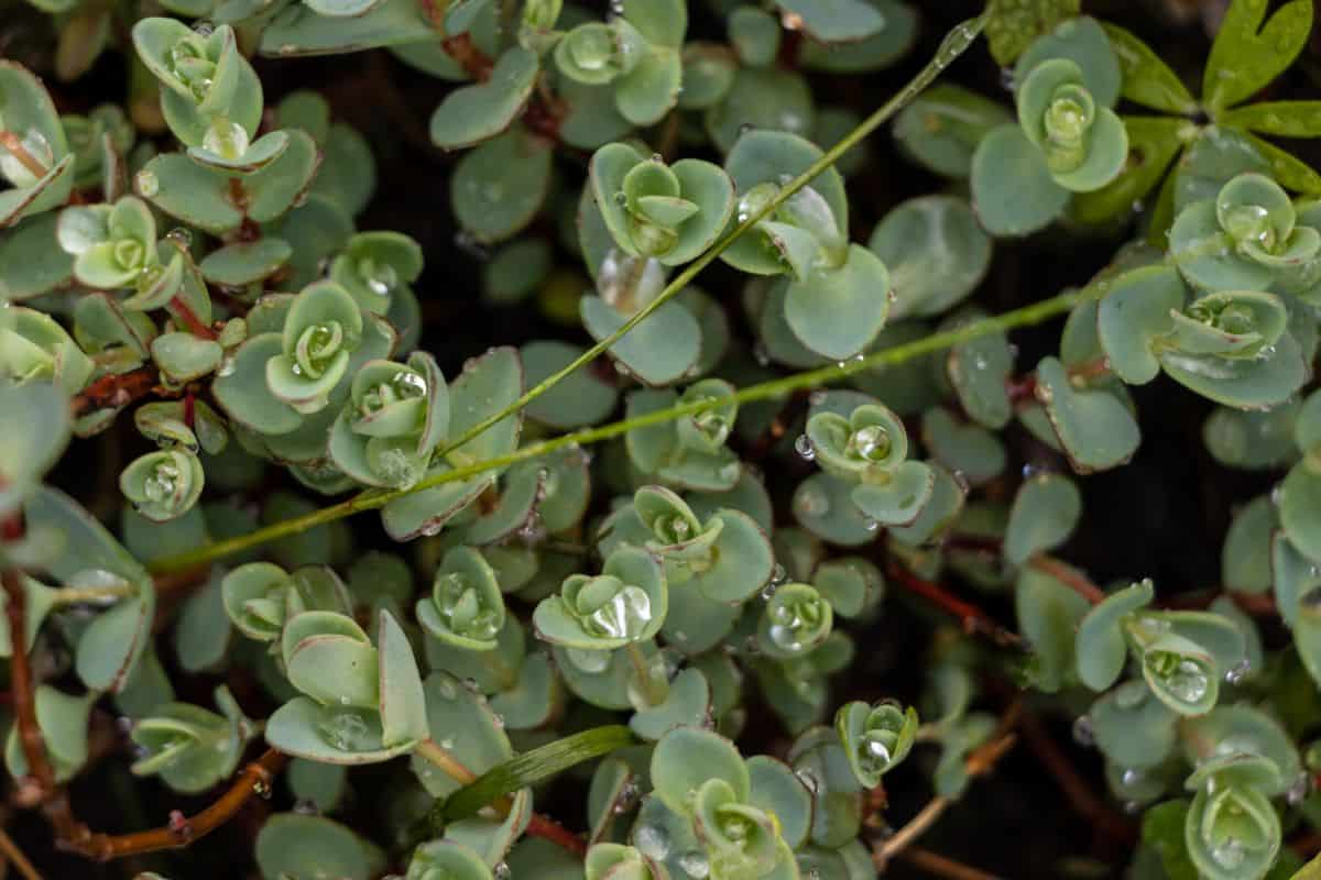 Crassula pellucida top view.