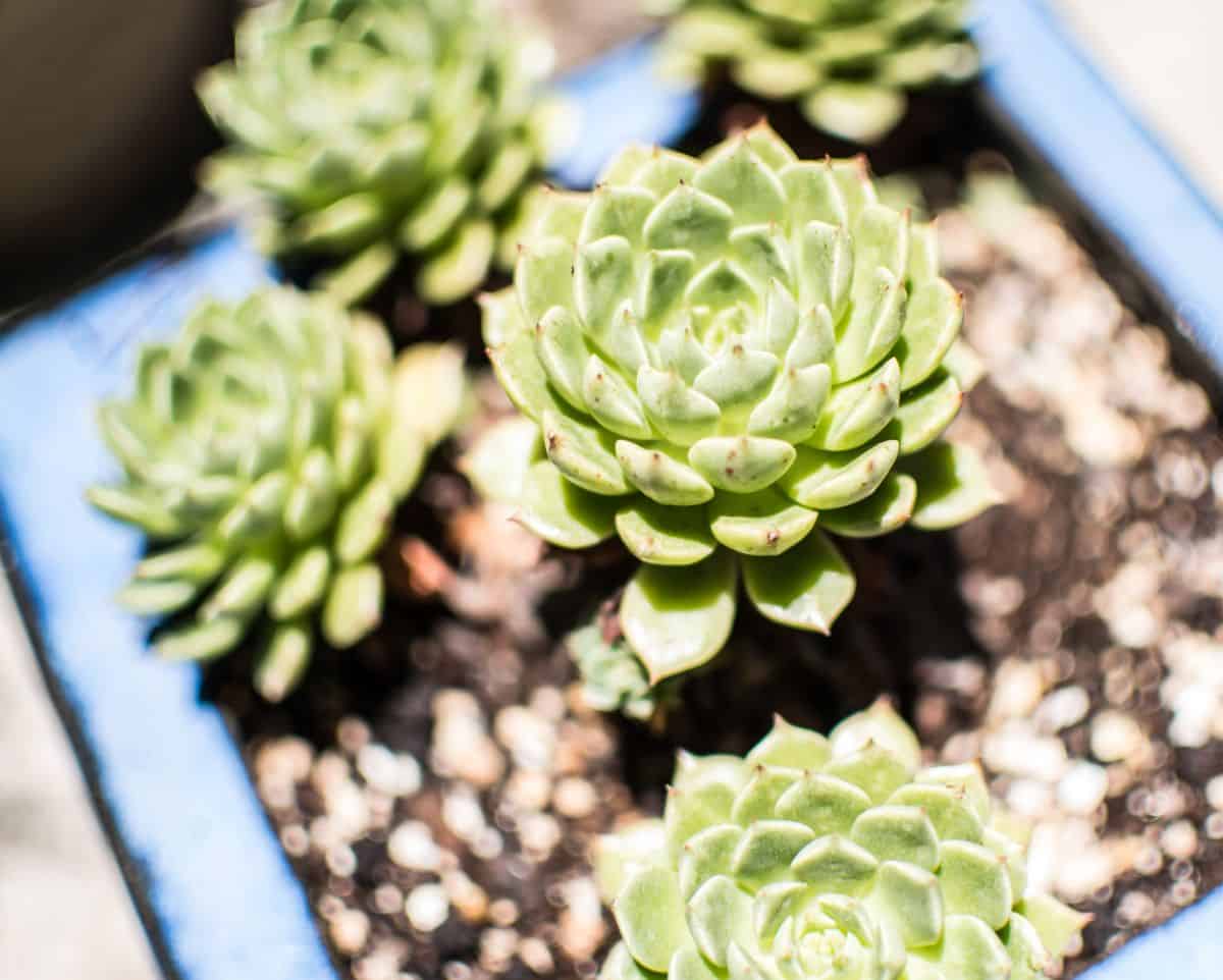 Echeveria dondo in a blue pot on sunny day.