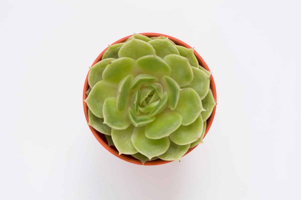 Echeveria dondo in a red pot top view.