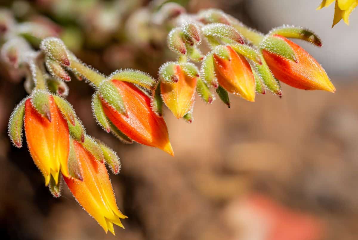 Echeveria Doris Taylor flwoer close-up.