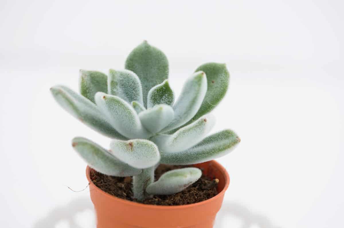 Echeveria Doris Taylor in a brown pot.