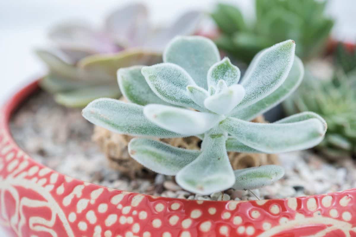 Echeveria Doris Taylor in a red pot.