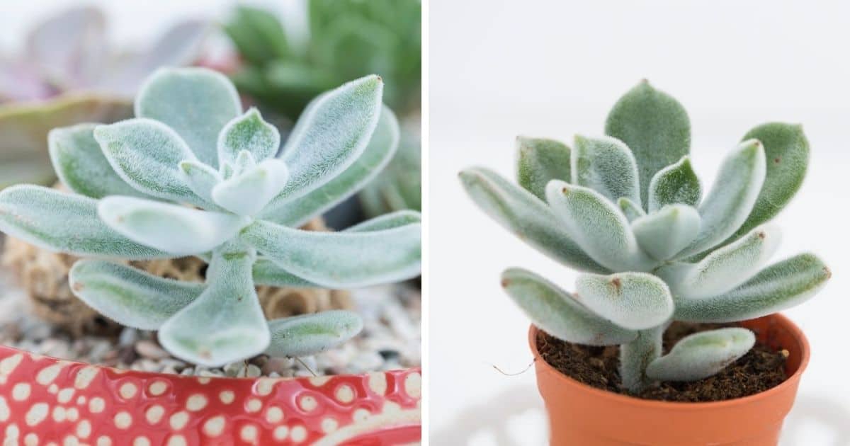 Echeveria Doris Taylor Succulent Care Guide - Sublime Succulents