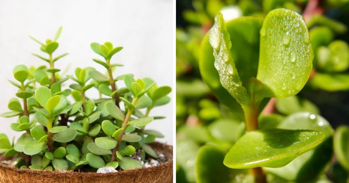 Elephant Feed Plant Care Guide Sublime Succulents