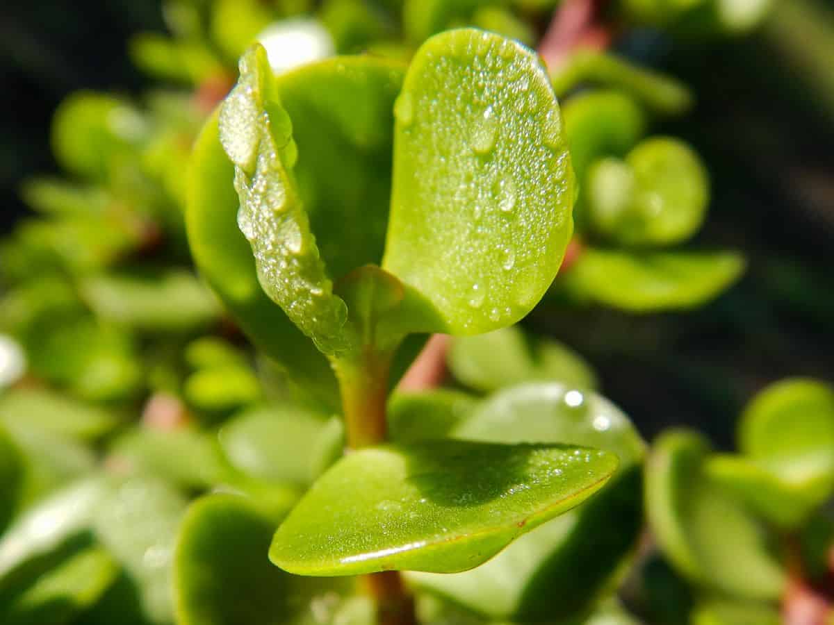 Elephant feed plant with a water drops close-up.