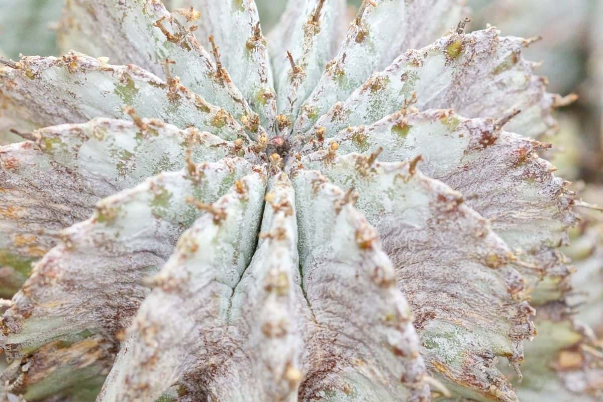 Euphorbia polygona close-up.