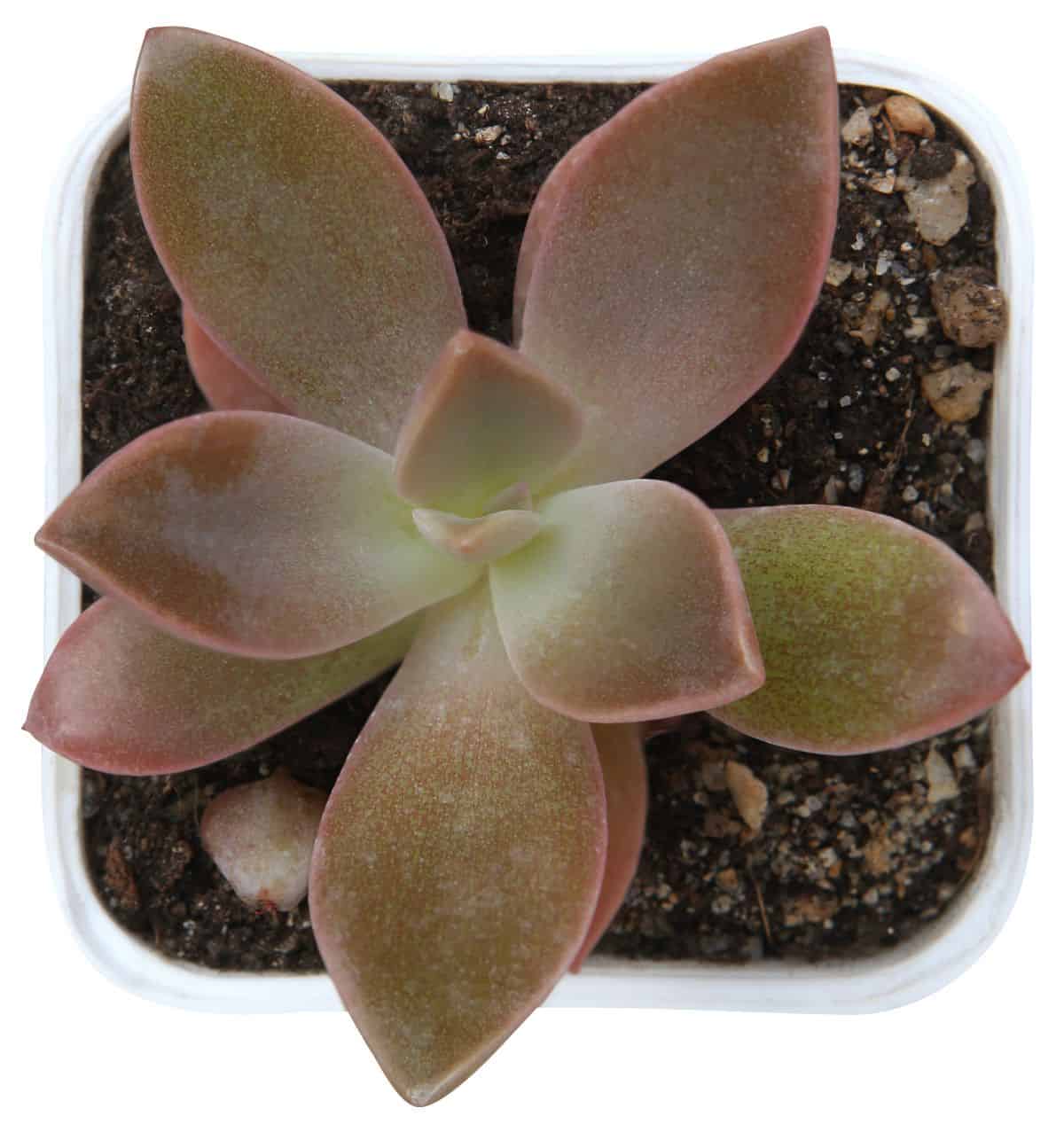 Fred Ives succulent in a pot.