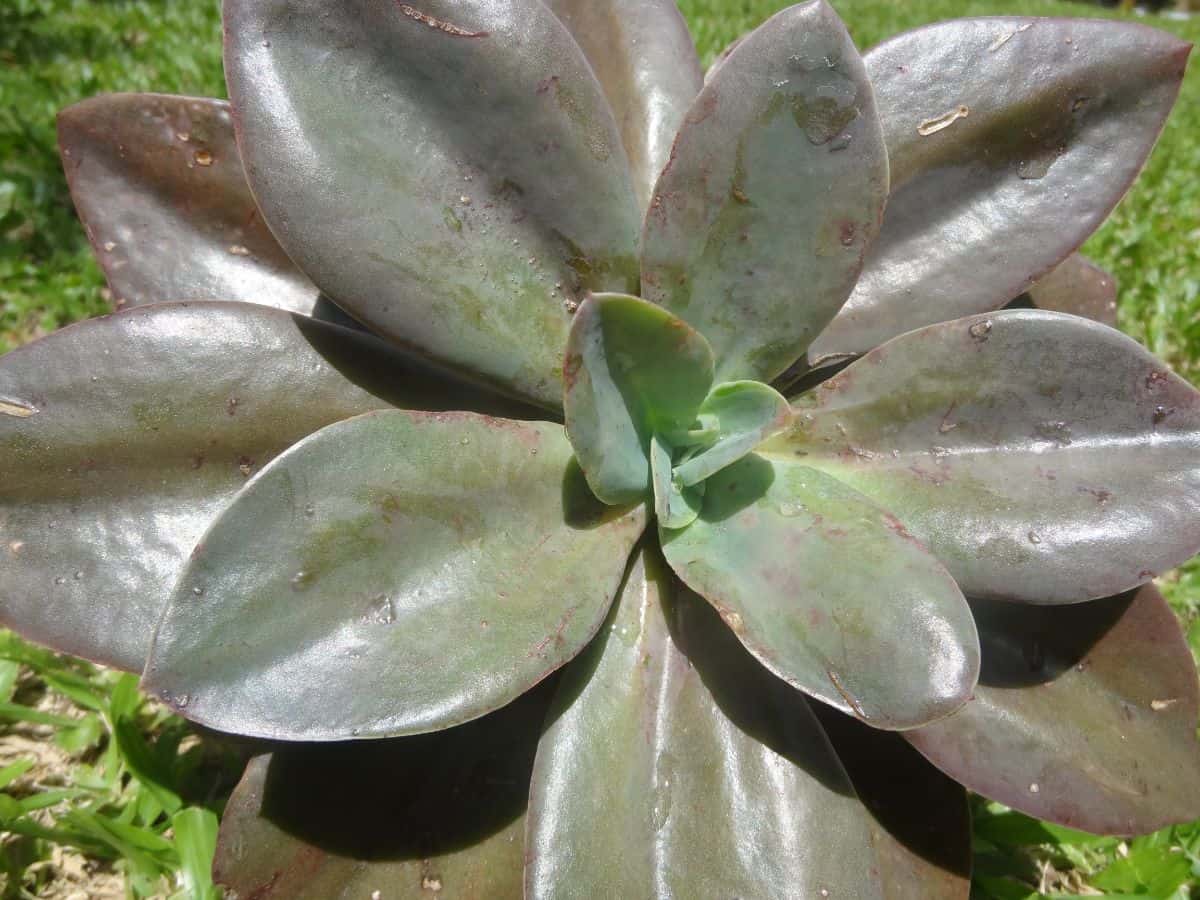 Fred ives succulent close-up.