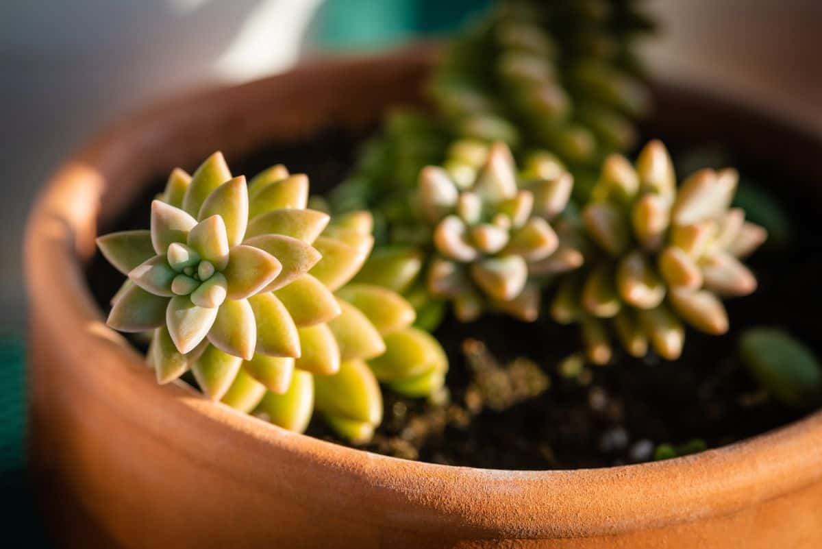 Goldem sedum in a brown pot.