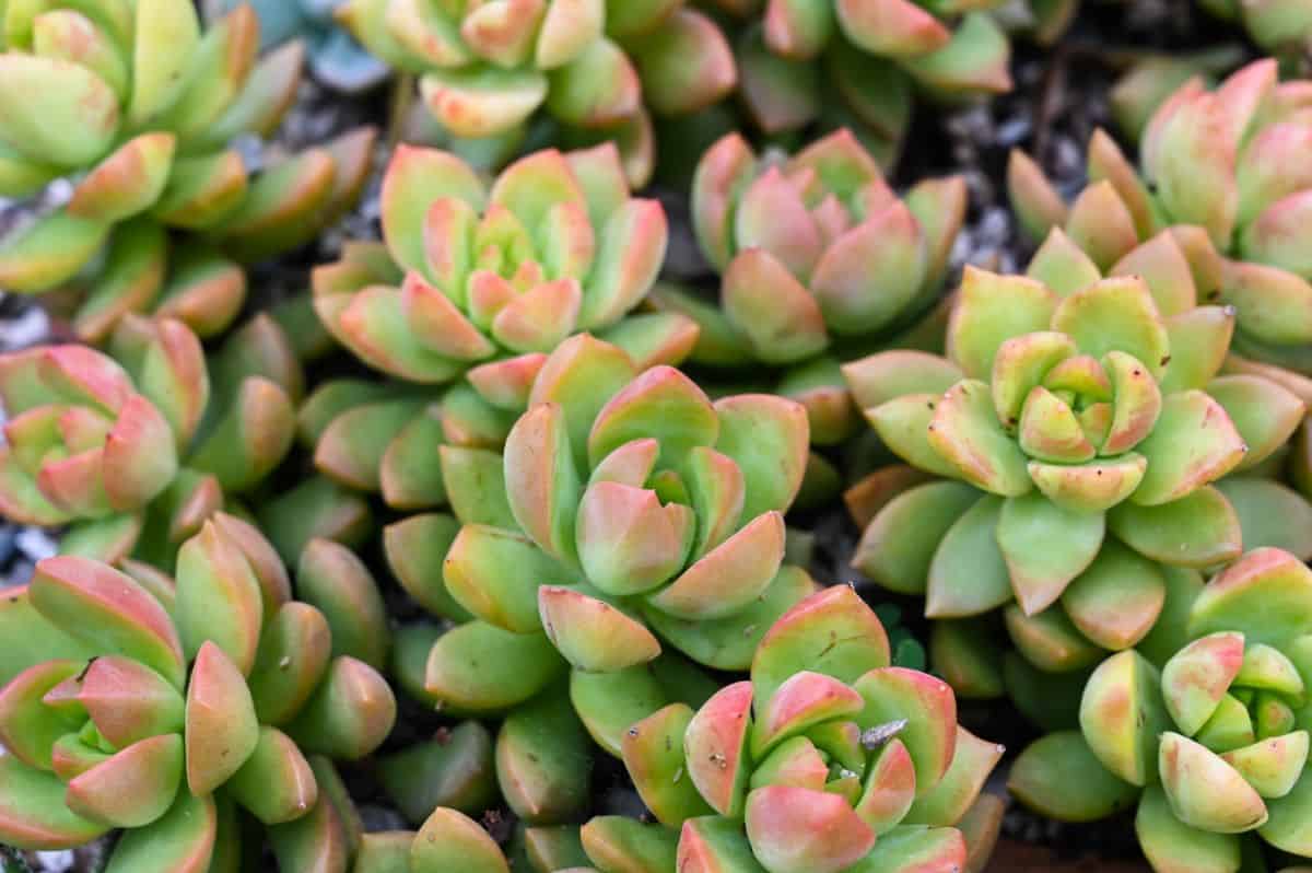 Golden sedum in an outdoor garden.