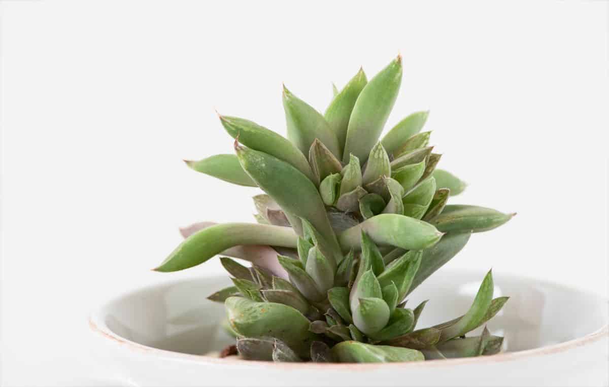 Haworthia Turgida in a white pot.