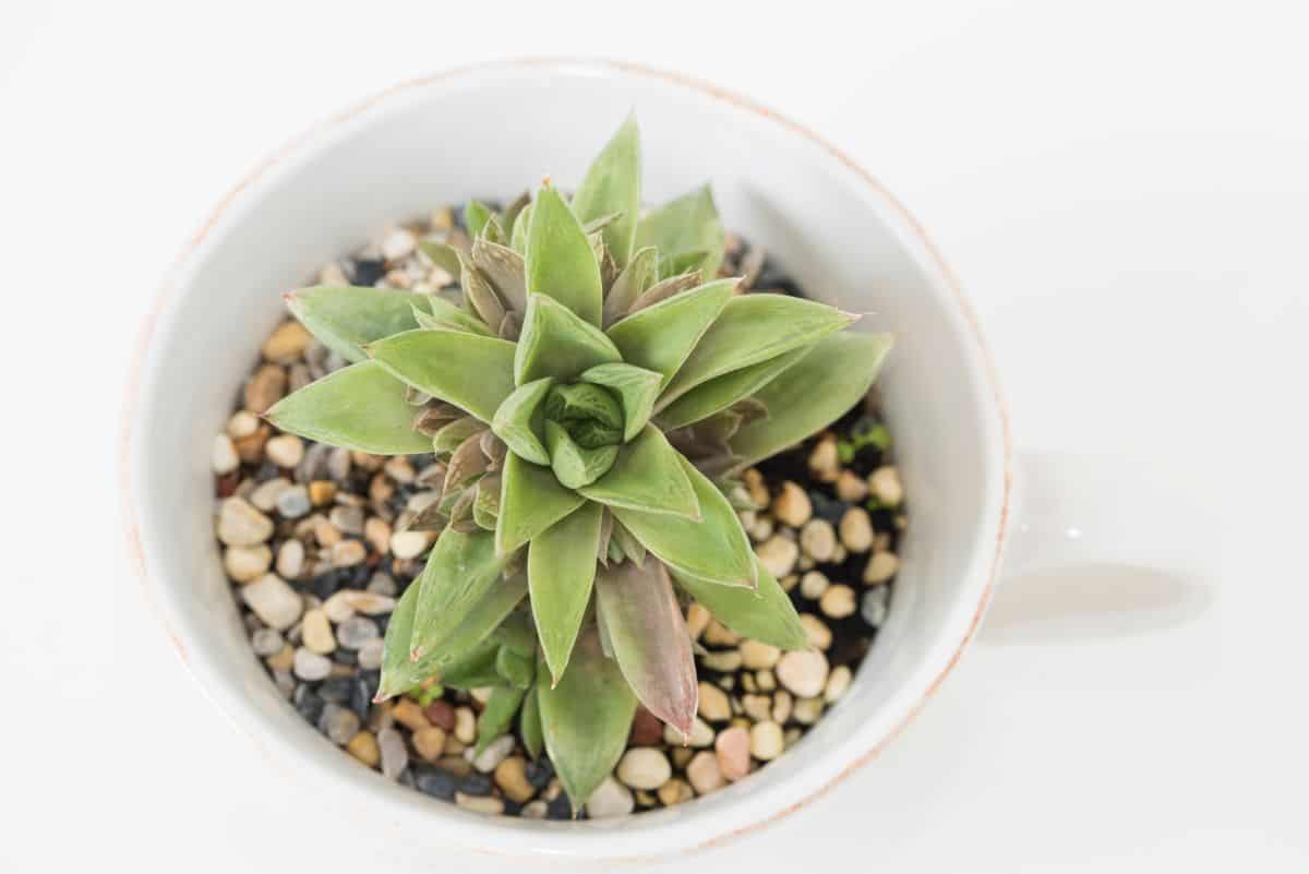 Haworthia Turgida in a white pot.