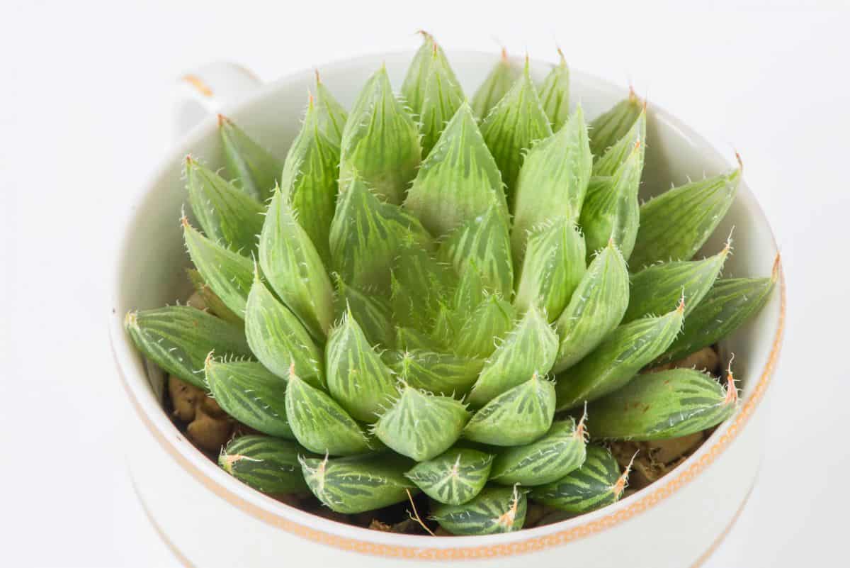 Haworthia Turgida in a white pot.