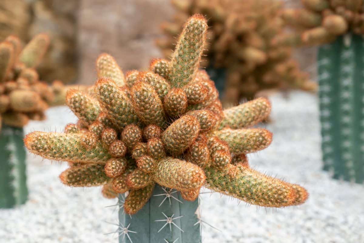 Lady finger cactus in a rocky soil close-up.