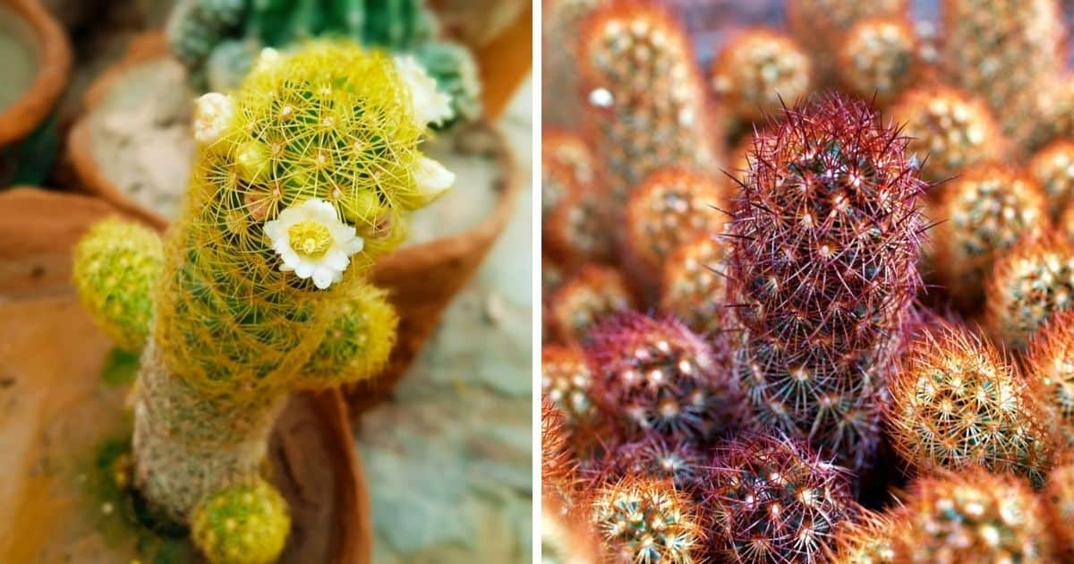 Mammillaria elongata 'Copper King' Windowsill Plant Min Temp 30F Easy to Grow 3 Pot Ladyfinger Cactus