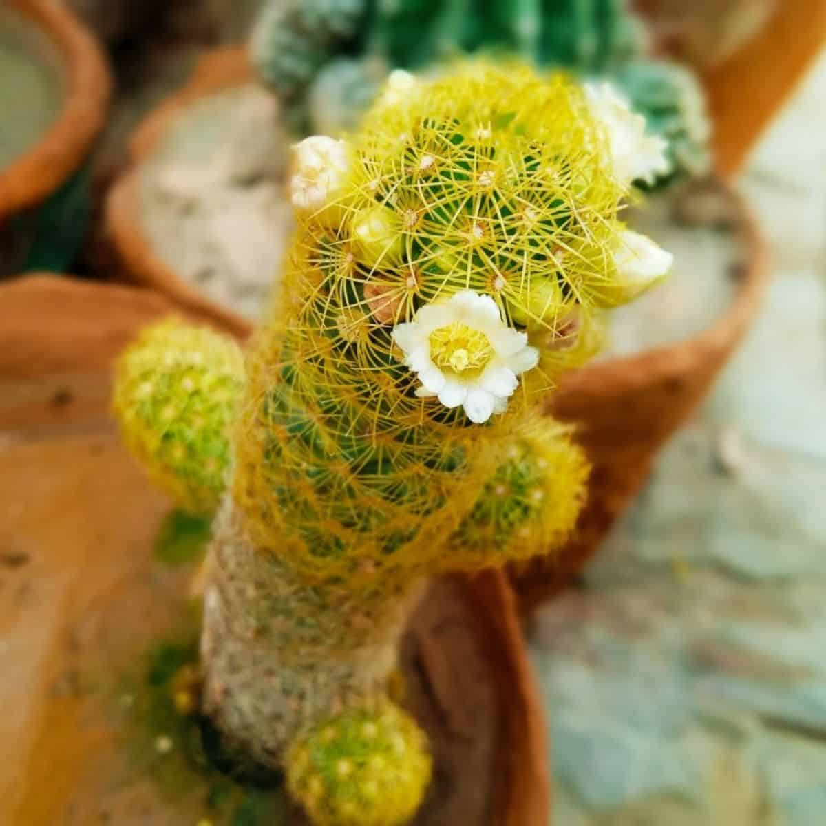 Mammillaria elongata 'Copper King' Windowsill Plant Min Temp 30F Easy to Grow 3 Pot Ladyfinger Cactus
