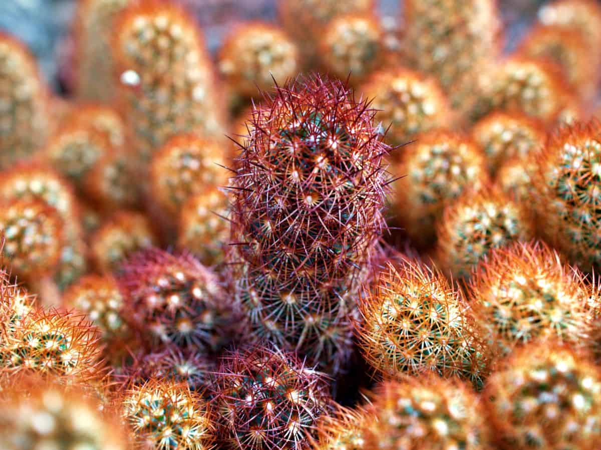 Lady finger cactus close-up.