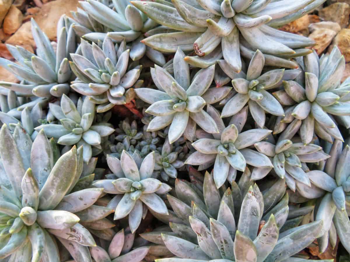 Little jewel succulent in an outdoor garden.