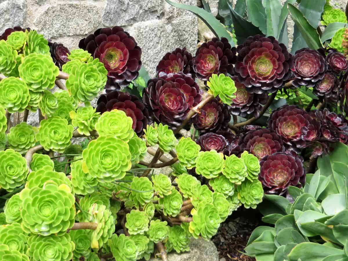 Sempervivum Heuffelii in an outdoor garden.