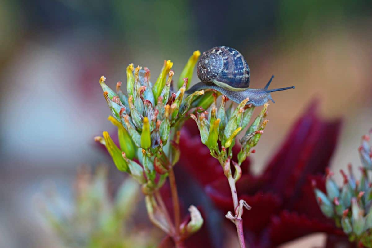 Snail on a cliff kalanchoe succulent.