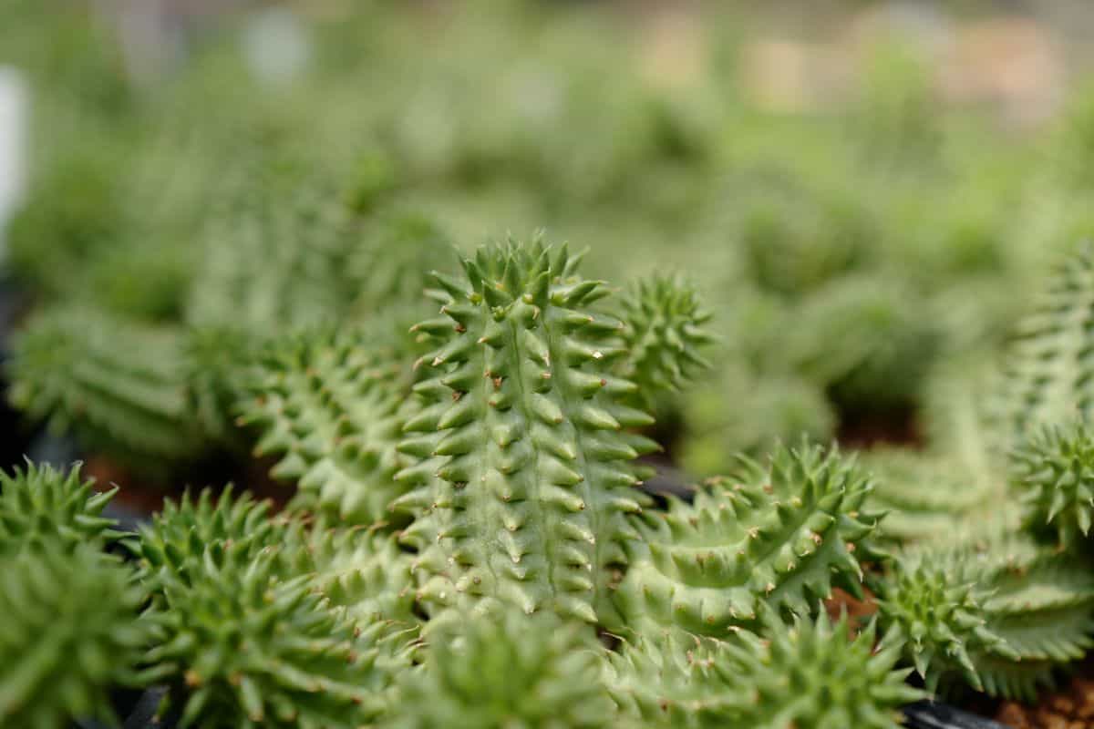 Suzanne Spurge succulent close-up.