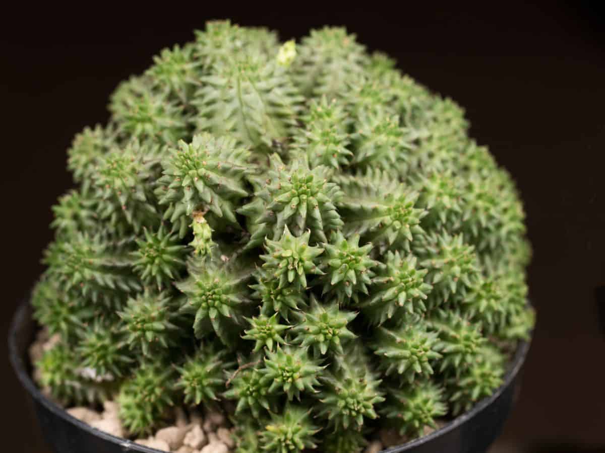 Suzanne Spurge succulent in a pot on black background.