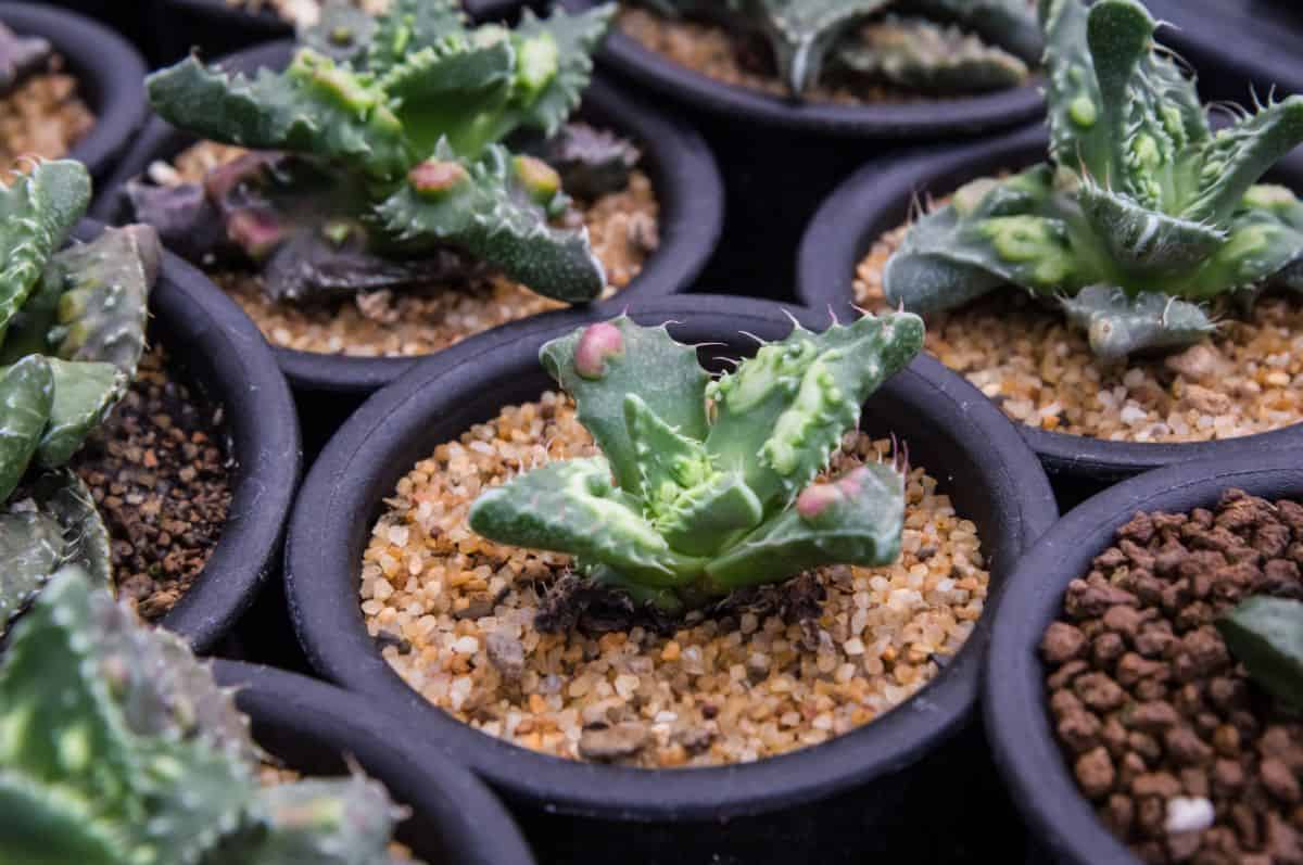 Tiger jaw succulent in a small black pot.