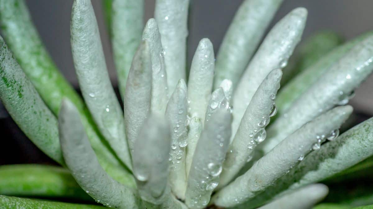 Woolly Senecio with water drops close-up.