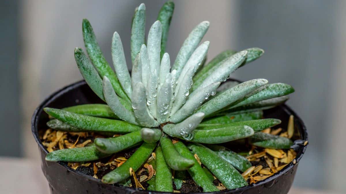 Woolly Senecio in a black pot close-up.