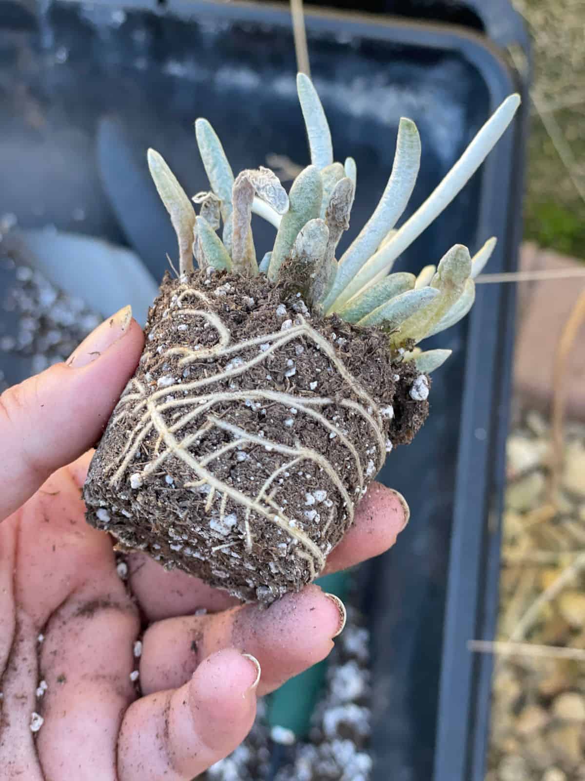 Hand holding a Woolly Senecio seedling.