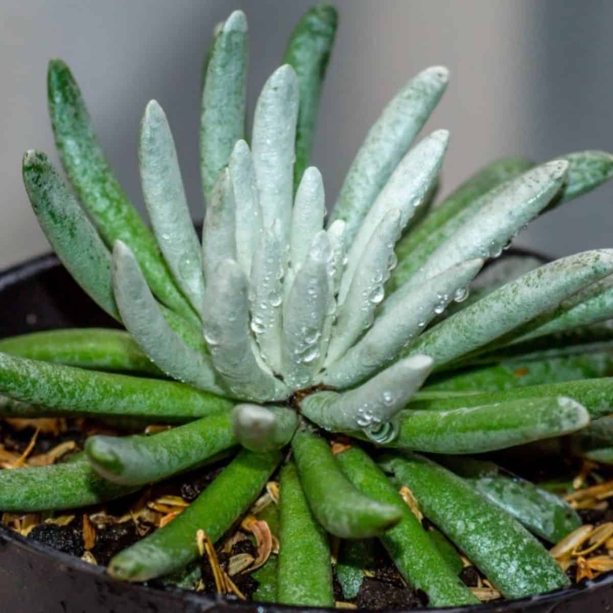 Woolly Senecio in a black pot close-up.