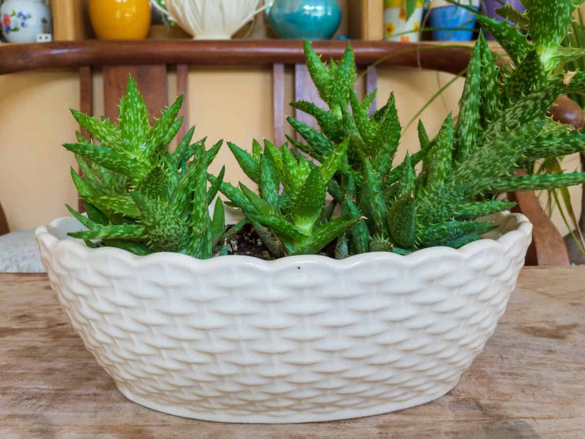 zanzibar aloe in a white pot.