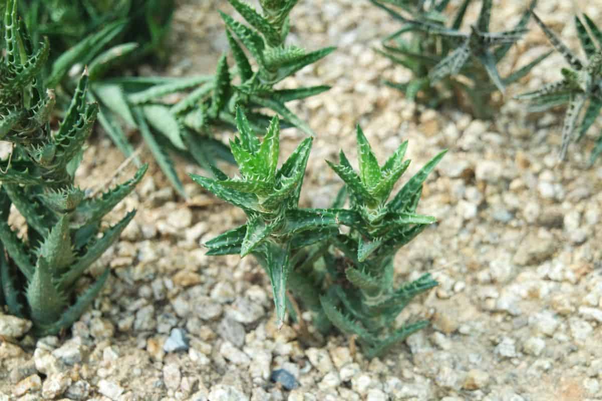 Zanzibar aloe in a rocky soil.