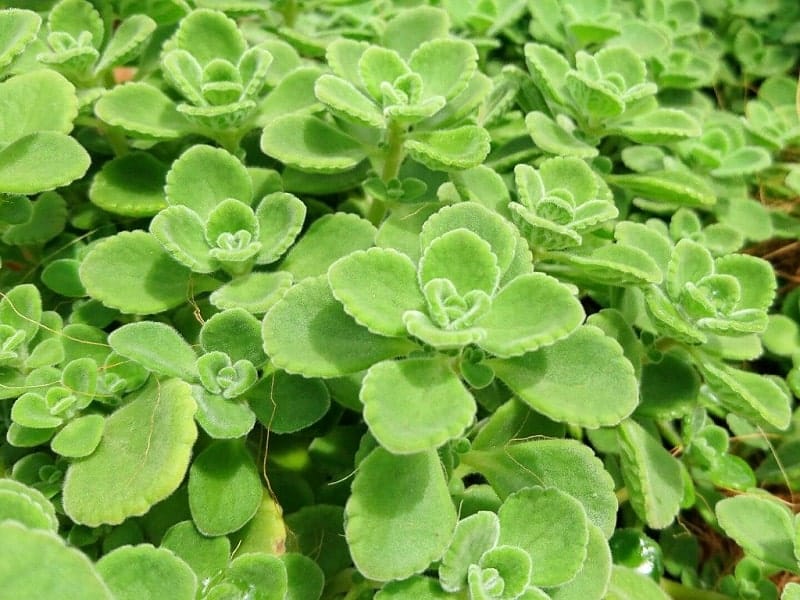 Vicks plants close-up on a sunny day.