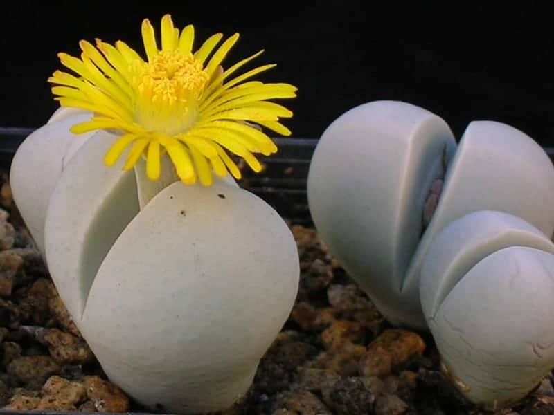 Blooming Dinteranthus close-up.