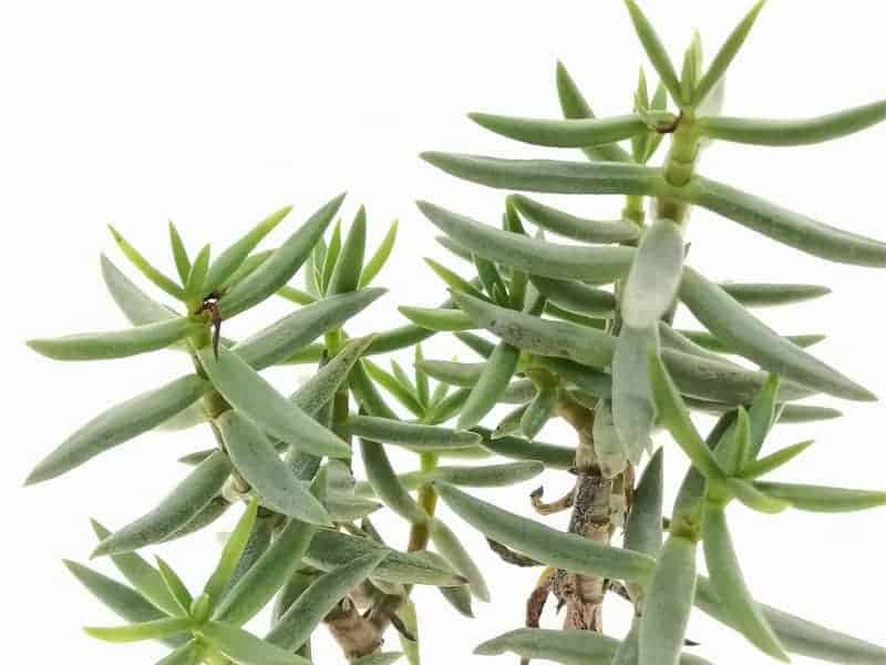 Crassula Tetragona close-up.