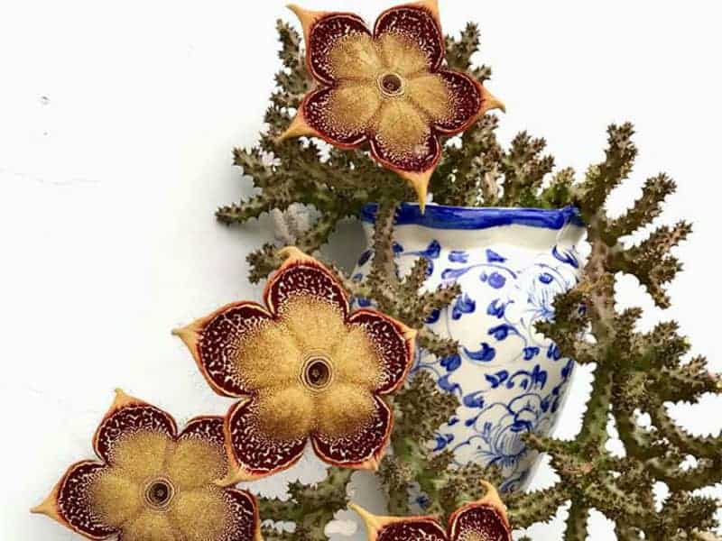 Edithcolea Grandis in a colorful pot.