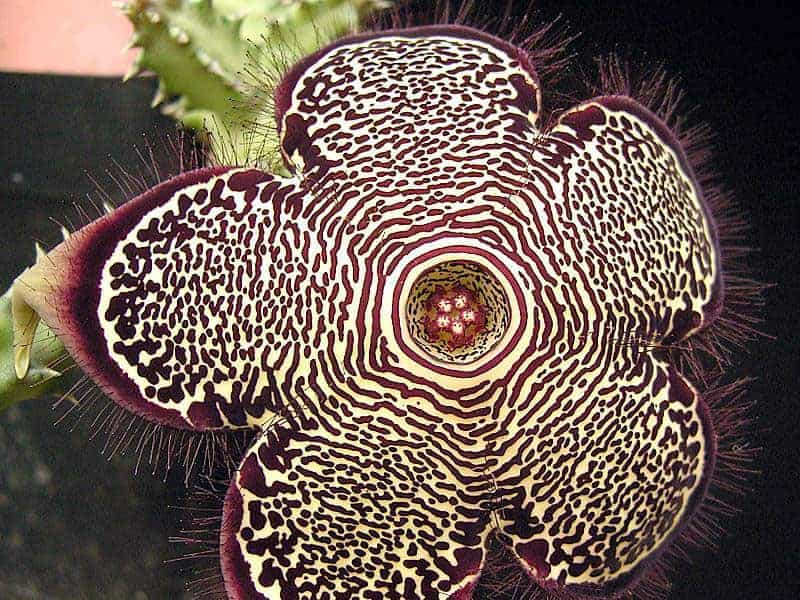 Edithcolea Grandis flower close-up.