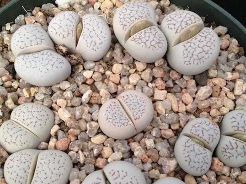 Dinteranthus in a rocky oil in a black pot.