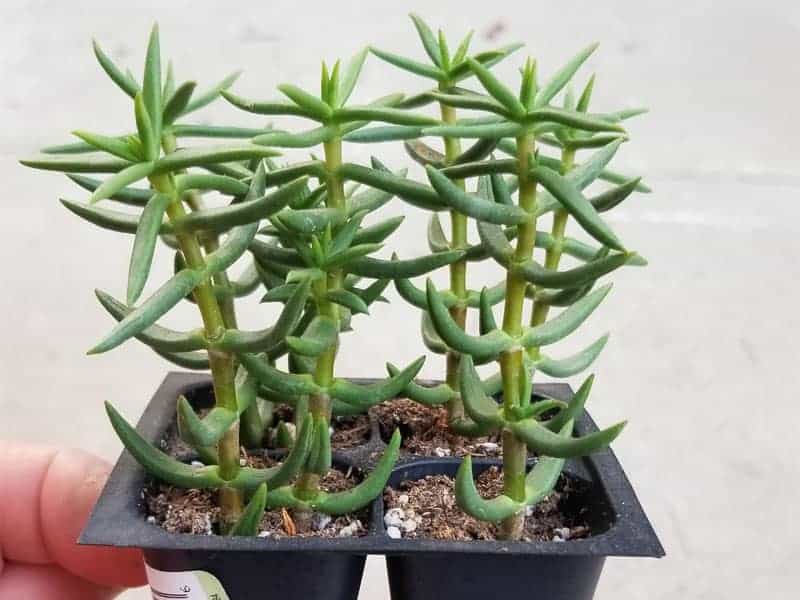 Crassula Tetragona in a tiny black pot.