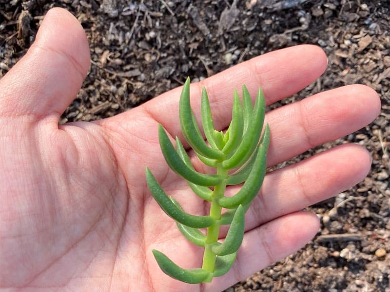 Crassula Tetragona held by hand.
