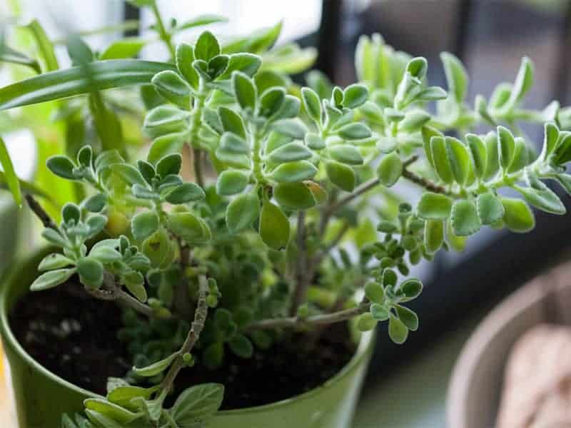 Vicks plant in a green pot near the window.