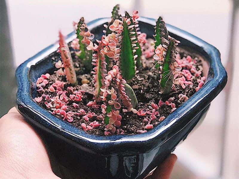 Hand holding Kalanchoe in a black pot.