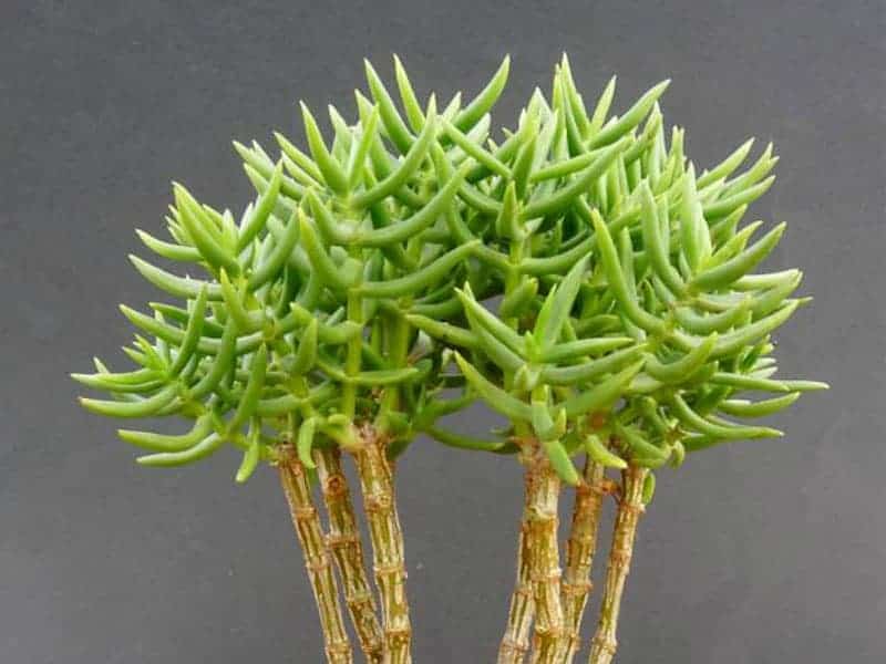 Crassula Tetragona clsoe-up