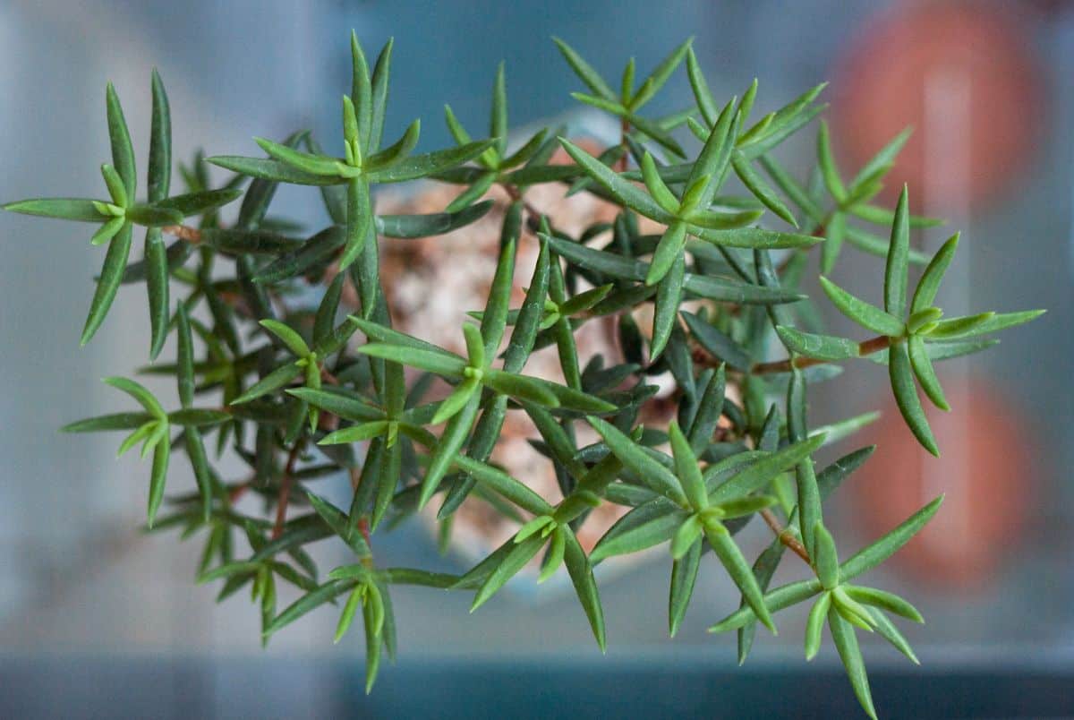 Crassula Tetragona close-up.