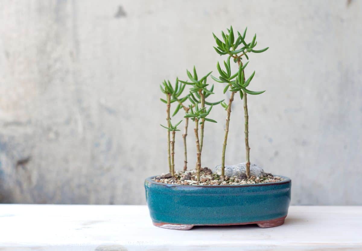 Crassula Tetragona in a blue pot on a white table.