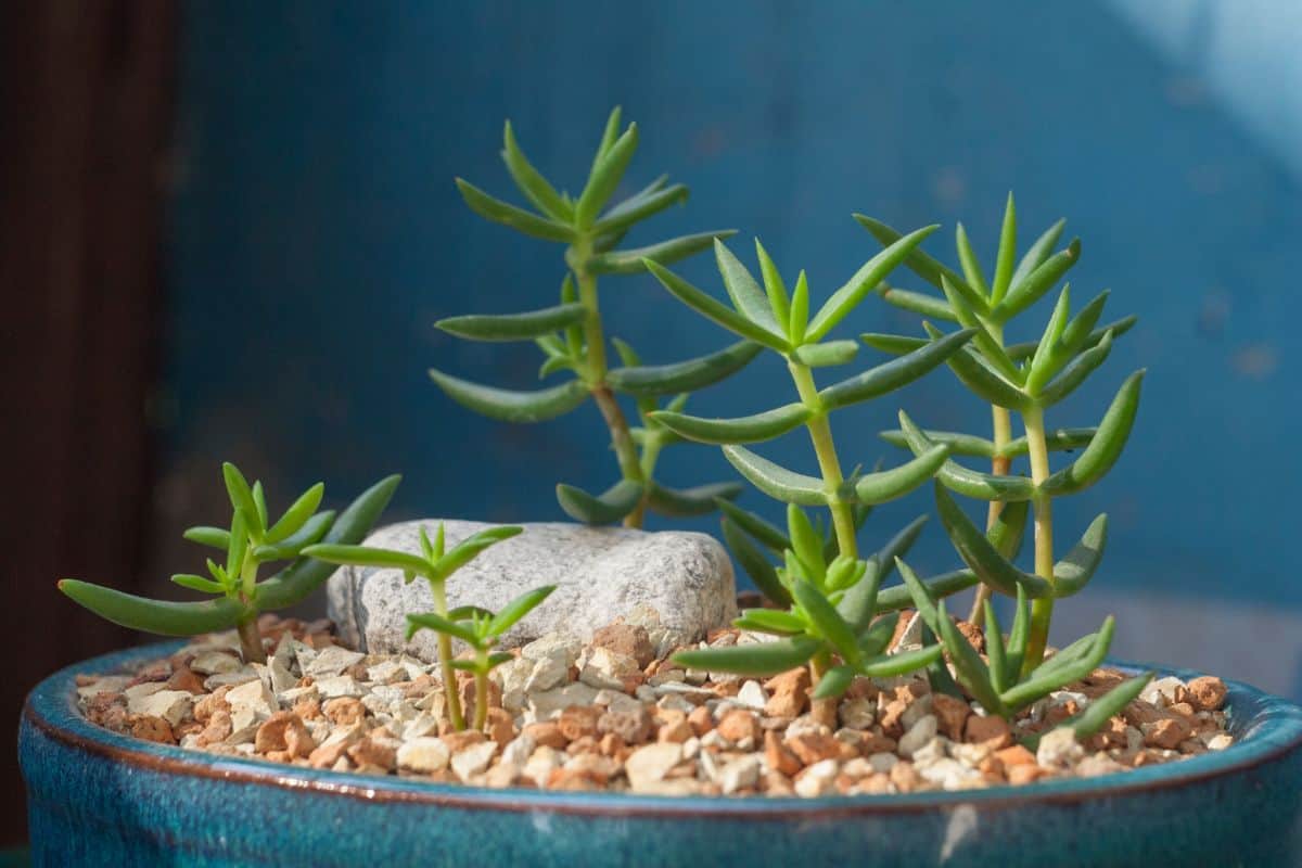 Crassula Tetragona in a blue pot.