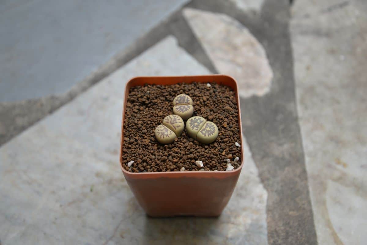 Dinteranthus in a brown pot.